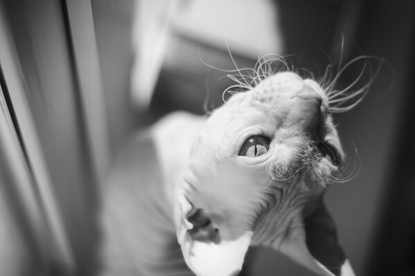 Foto in bianco e nero del gatto della Sfinge