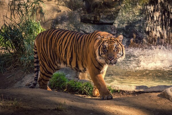 Ein mächtiger Tiger geht am Wasser spazieren