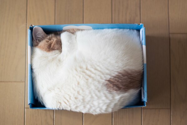 Photo of a sleeping sleeping cat in a cardboard box