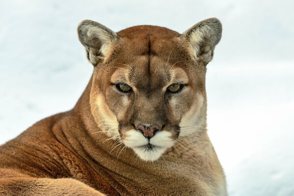 La mirada de un gato salvaje depredador