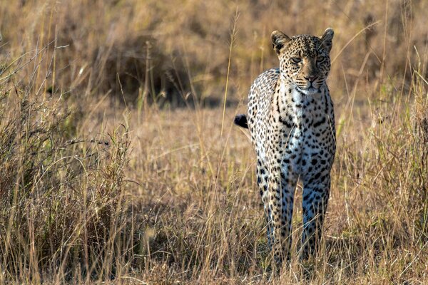 Leopardo vive en África en la Sabana