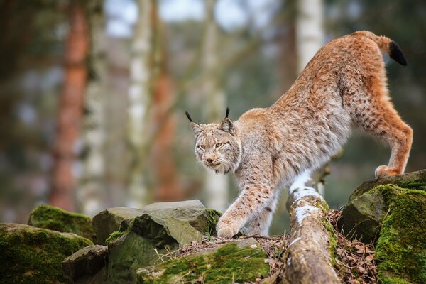 Räuberischer Luchs geht über Felsen in den Bergen