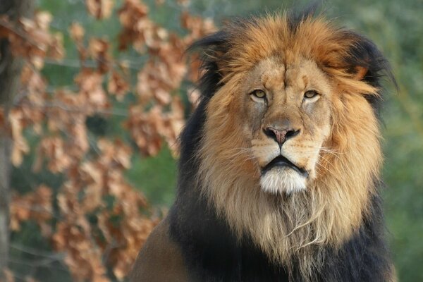 Portrait of the lion King of beasts