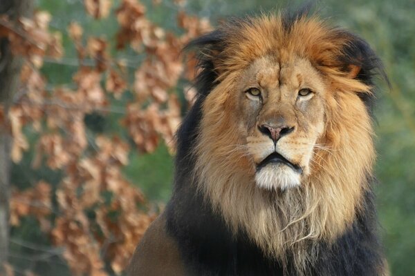 Portret lwa króla zwierząt