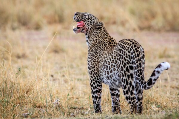 Красивый леопард в дикой природе