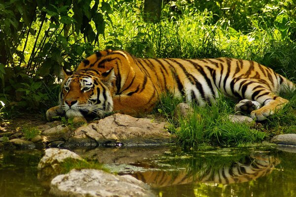 Repos du tigre sur l herbe