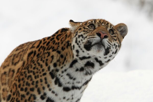 Giaguaro guarda come la neve cade sul suo muso