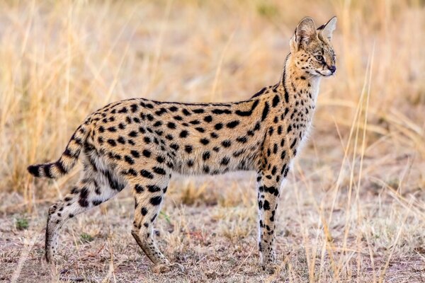 Die natürliche Anmut eines wilden Servals