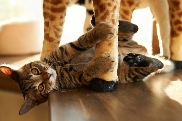 Gattino che gioca con il giocattolo della peluche