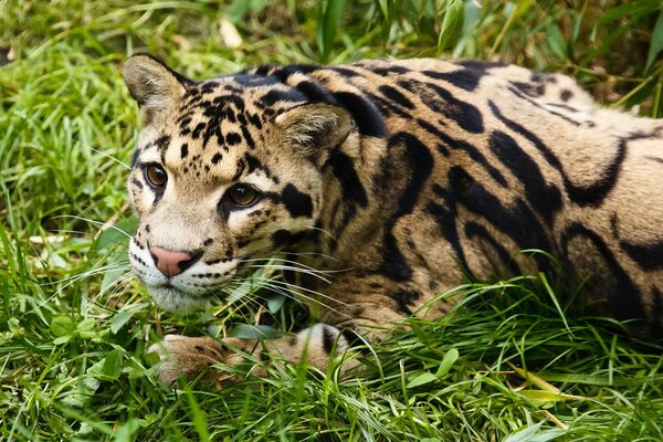 Leopardo ahumado descansa en la hierba verde