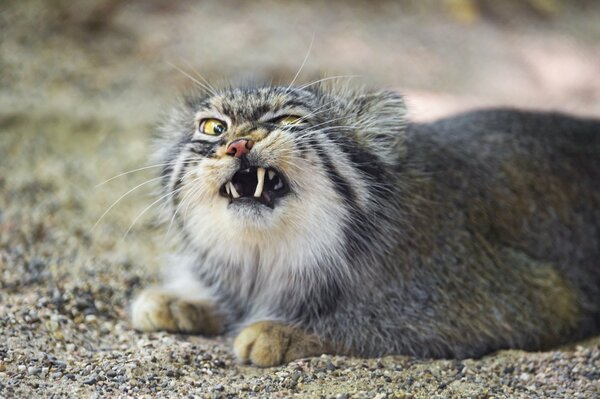 Manul muestra sus colmillos