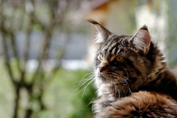 The furry Maine Coon looks enthusiastically