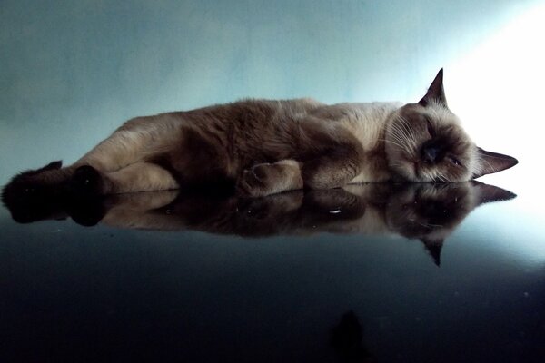 The cat is resting, the surface of the reflection