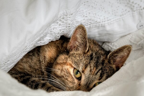 Chat se prélasser dans un lit blanc