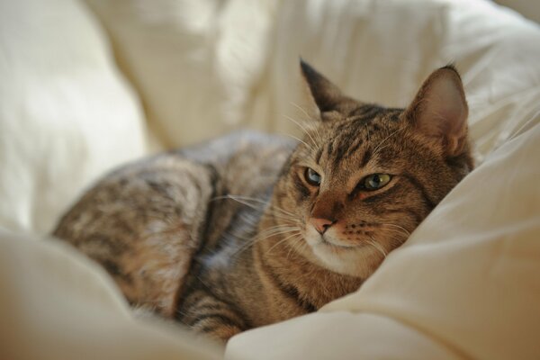 Schöne Katze ruht sich im Bett aus