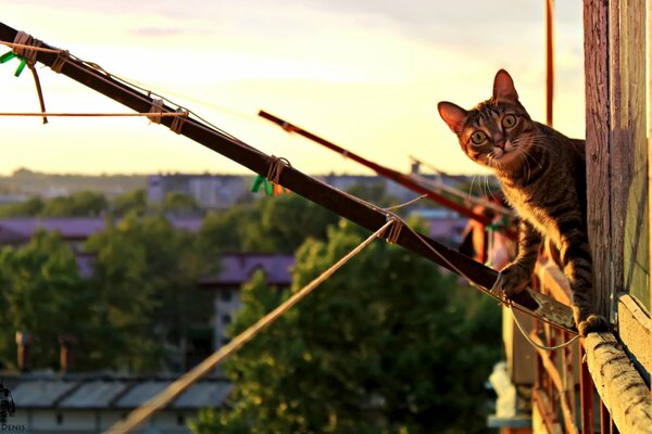 Кот удивлённо выглядывает из окна