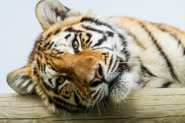 Tigre de l amour closeup