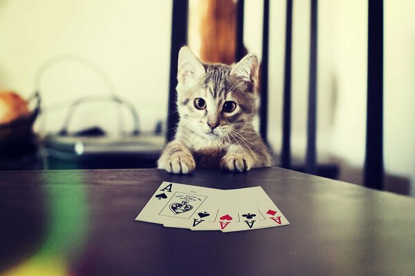 Pequeño gatito gris en la mesa jugando a las cartas