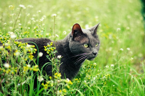 Schwarze Katze auf dem Rasen