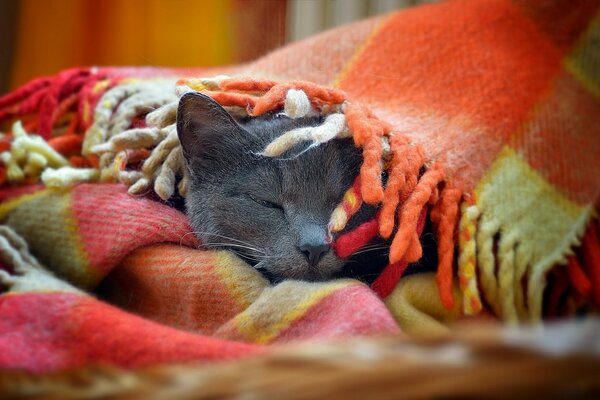 A cat covered with a plaid plaid