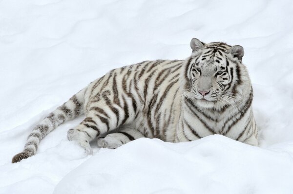 Белый тигр притаился в снегу
