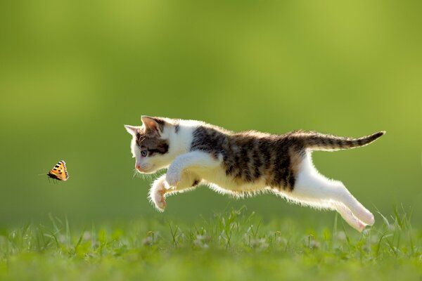 Le chat tricolore chasse le papillon