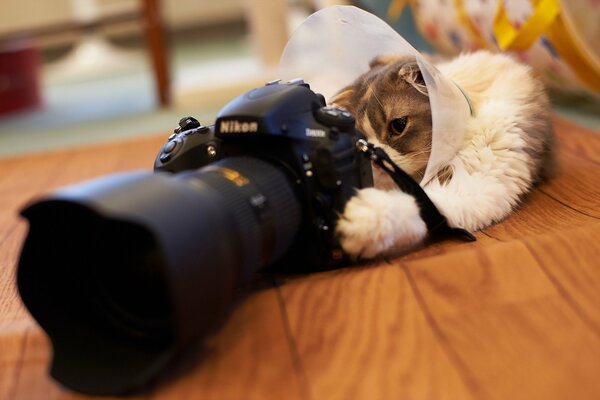 Gato tomando fotos con una cámara Nikon