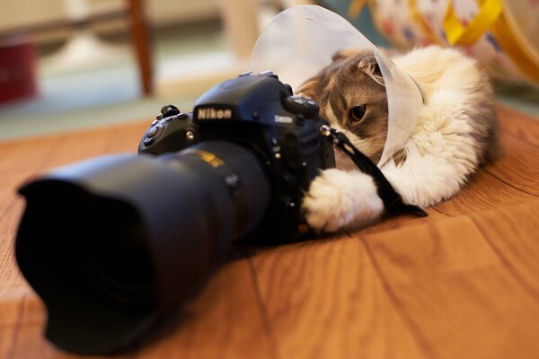 Кот фотографирует на камеру Nikon