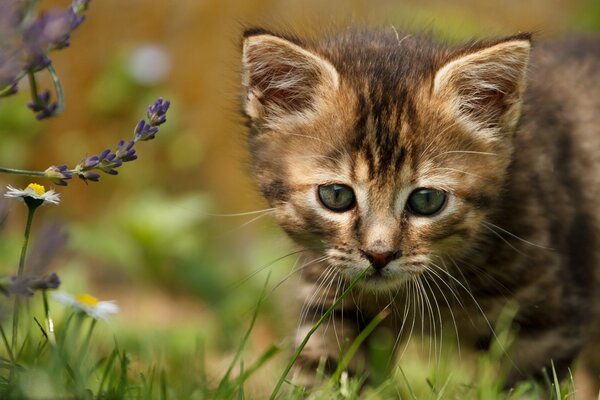 Pequeño gatito caza en el campo