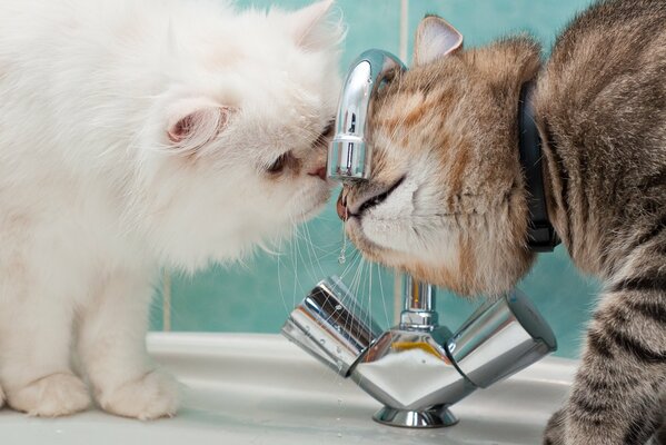 Dos gatos esperan agua del grifo