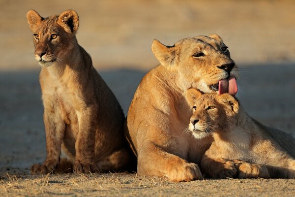 Maman lionne avec ses lionceaux