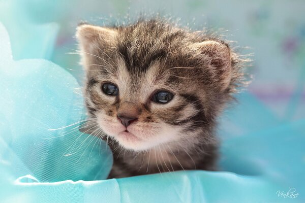 De doux draps semblait la tête du bébé chaton