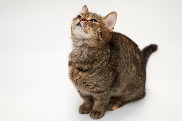 A cat on a white background looks up