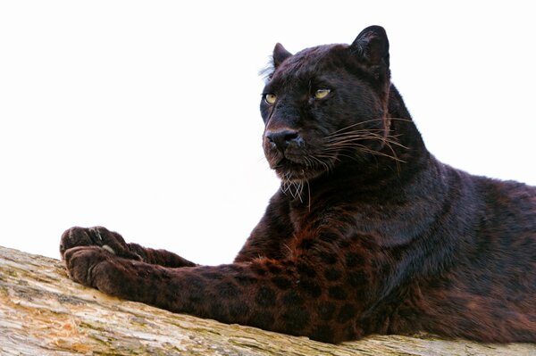 Cat panther predator beautiful color muzzle and paws