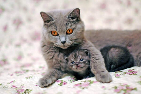 Sur le lit se trouvent un chaton et un chat avec un regard attentionné