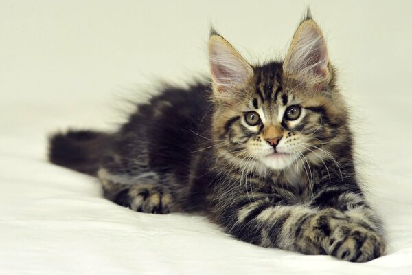 Ein grau gestreiftes Maine Coon-Kätzchen liegt auf einem weißen Laken