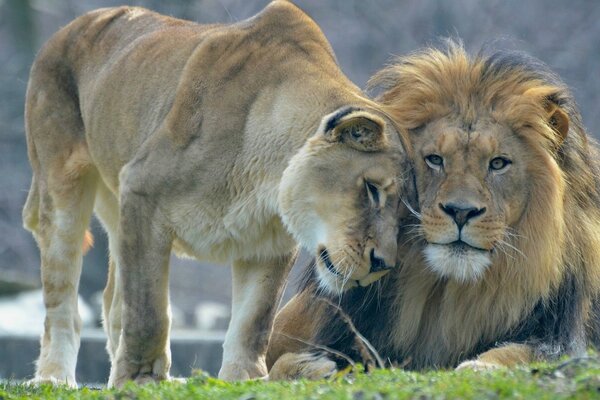 Любовь хищников лев с львицей