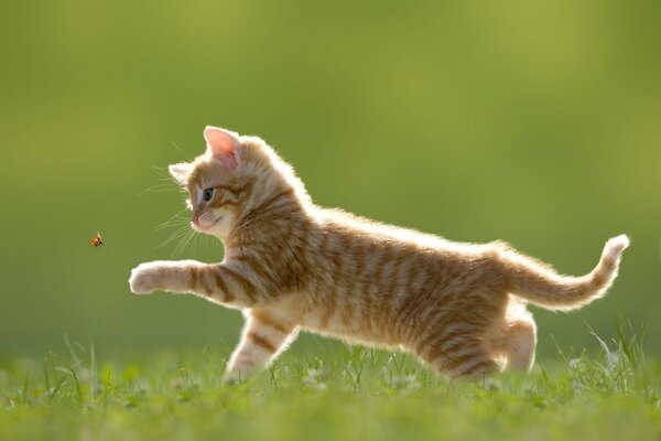 A hairy cat plays with a ladybug in the grass