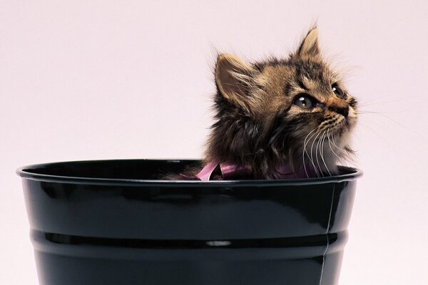 A kitten with a bow is sitting in a bucket