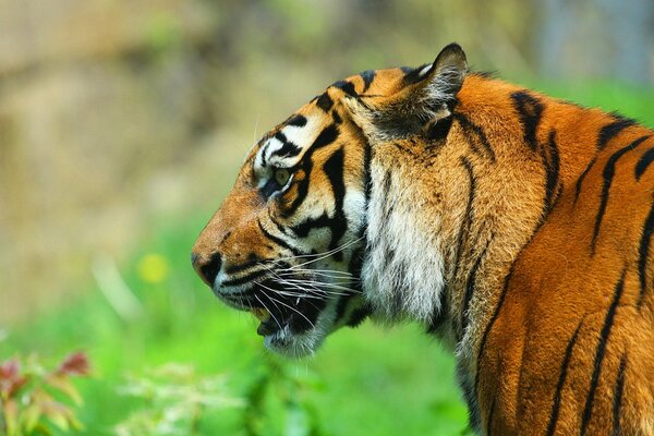 Le profil du tigre a l air très prédateur