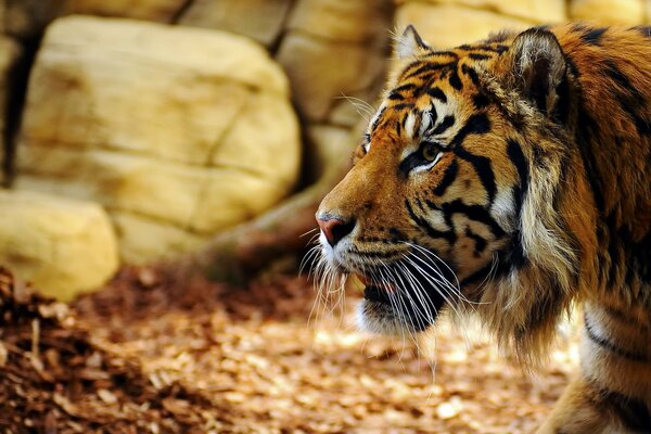 Tiger im Profil ist der Blick eines Raubtiers sofort sichtbar