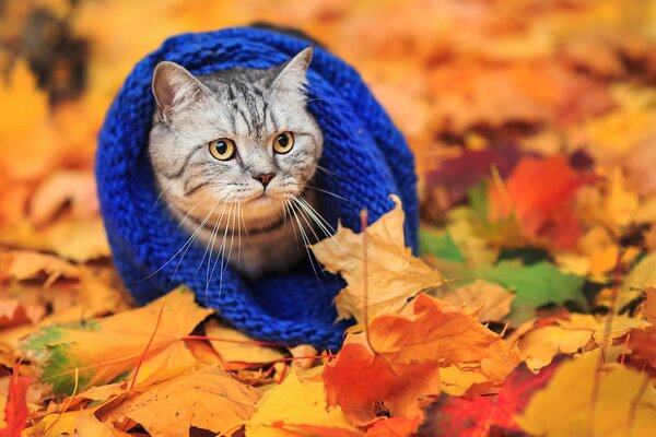 A cat in a scarf in autumn