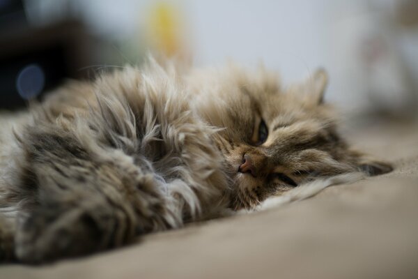 A fluffy cat is napping on its side