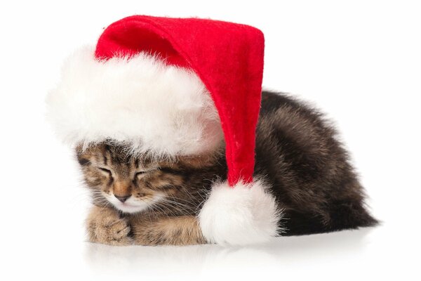 Котенок в рождественской шапке