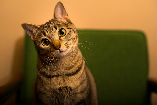 Grey cat with a surprised look