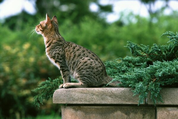 Chat tacheté assis sur un parapet de pierre