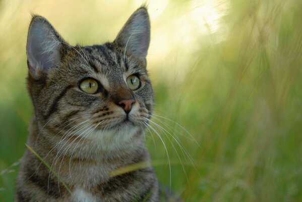 Graue Katze auf Gras Hintergrund