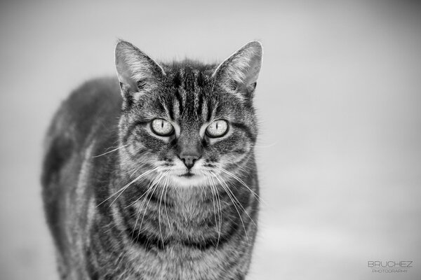 Black and white photo of a mustached cat