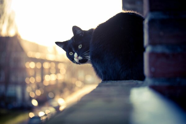 Schwarze Katze auf der Fensterbank des Hauses