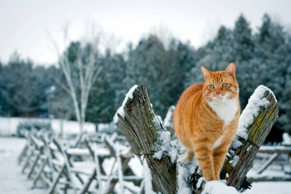 Gato rojo en la valla entre la nieve blanca